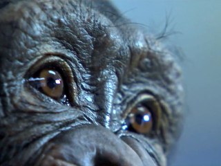 Rise of the Planet of the Apes - Music Video Trailer [VO|HD]