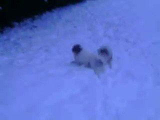 le 20 décembre , on s'amuse dans la neige! 015