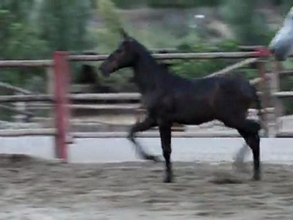 Kibu DM 20072011
