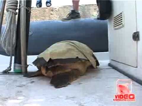 Napoli - Una tartaruga salvata in mare