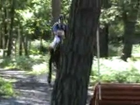 cce fontainebleau départ cross