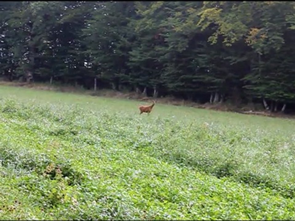 Un moment avec une chevrette