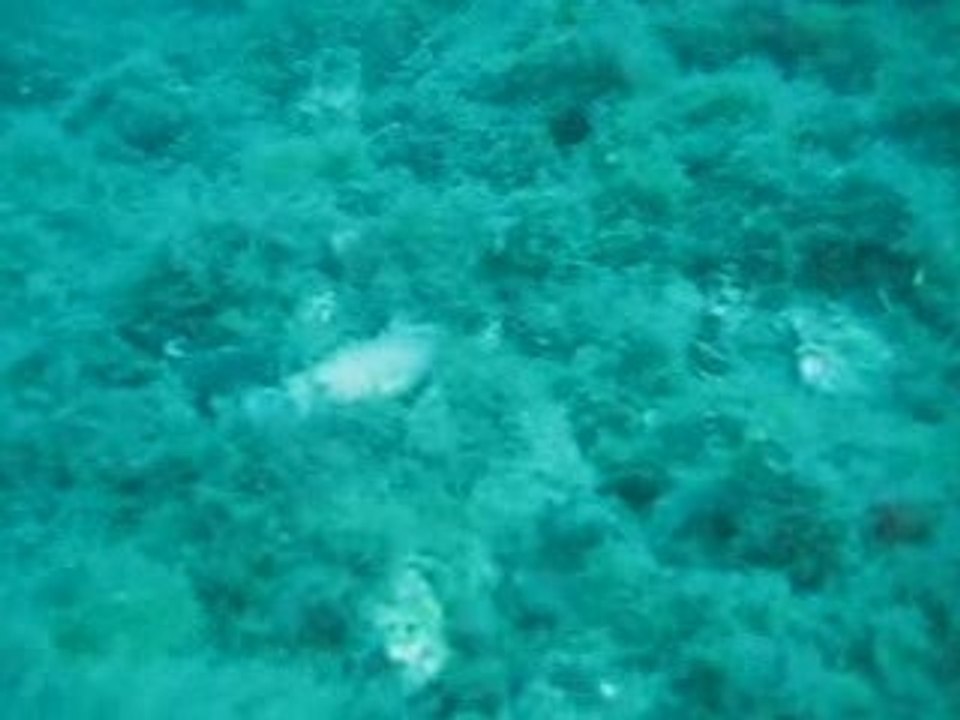 Freedive Portofino 2