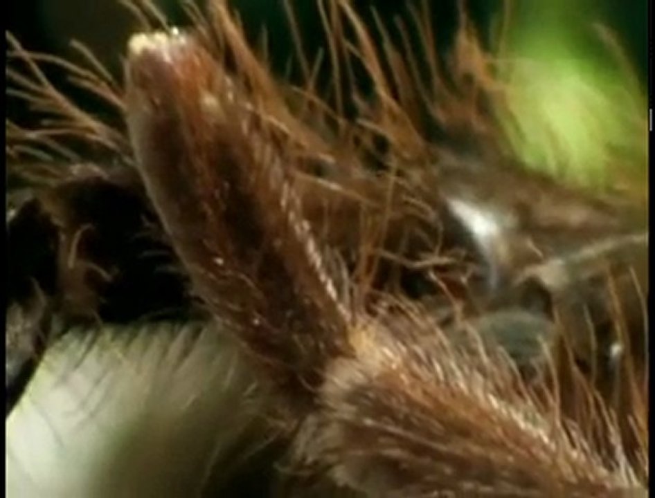 Deadly Tarantula Courtship