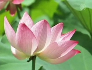 Chongqing : 25ème exposition nationale de fleurs de lotus