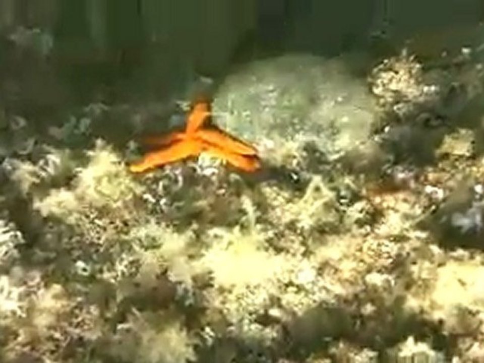 Snorkeling in PortIssol Bay - Provence Coast