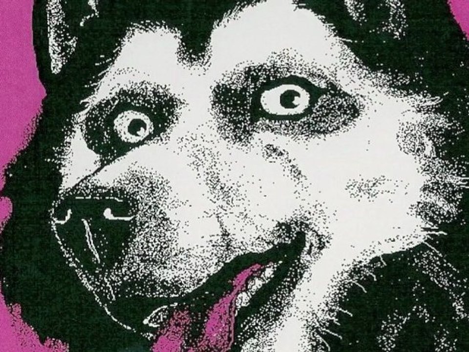 Or Not ? / Kiss Husky