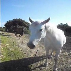 Moly aime trop les mélanges de foin et d'herbe ! ;)