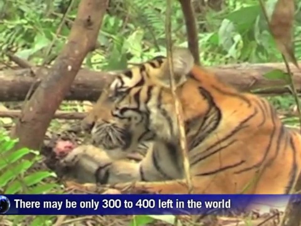 Greenpeace blames paper company for rare tiger's death