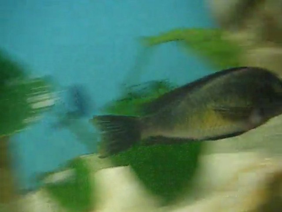 DSCF4095