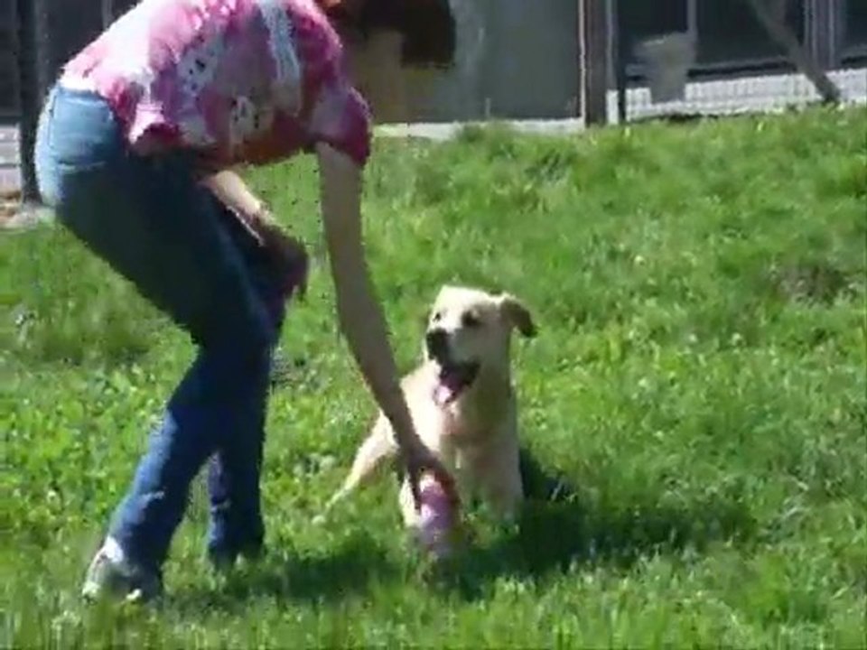Simba ( refuge SPA d'Etalondes )