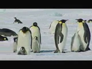 penguenler ve güney kutbu