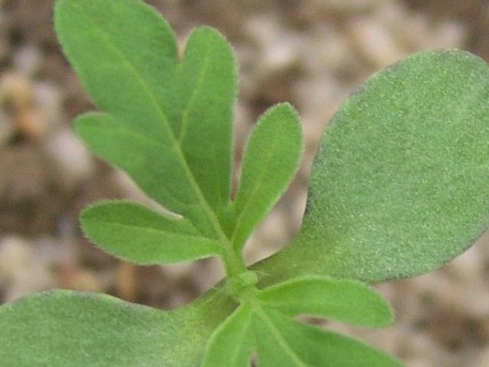 L’ambroisie à feuilles d'armoise