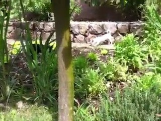 IMG_1095 lola vacances cote d'azur