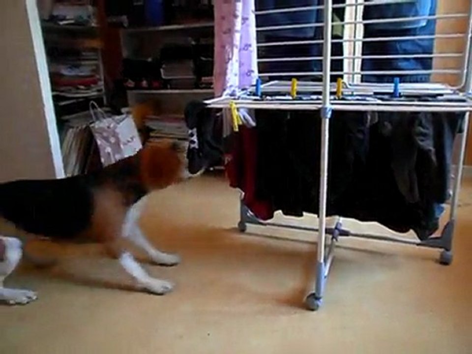 Emy la petite beagle vole une chaussette !