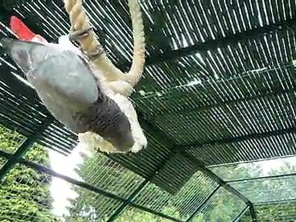 Biscotte dans la volière