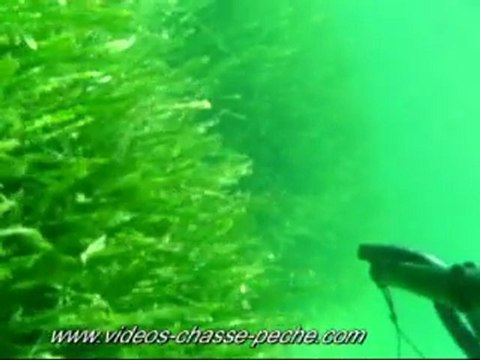 Mulet - APN Intova IC 500