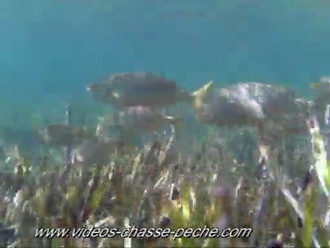 Saupes en bancs - APN Intova IC 500