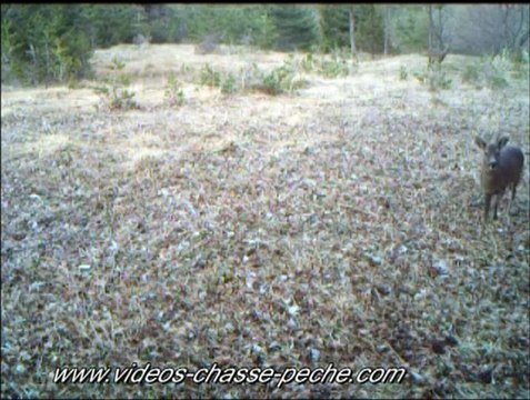 Chevreuils en journée - Bushnell Trophy Cam ref. 119435