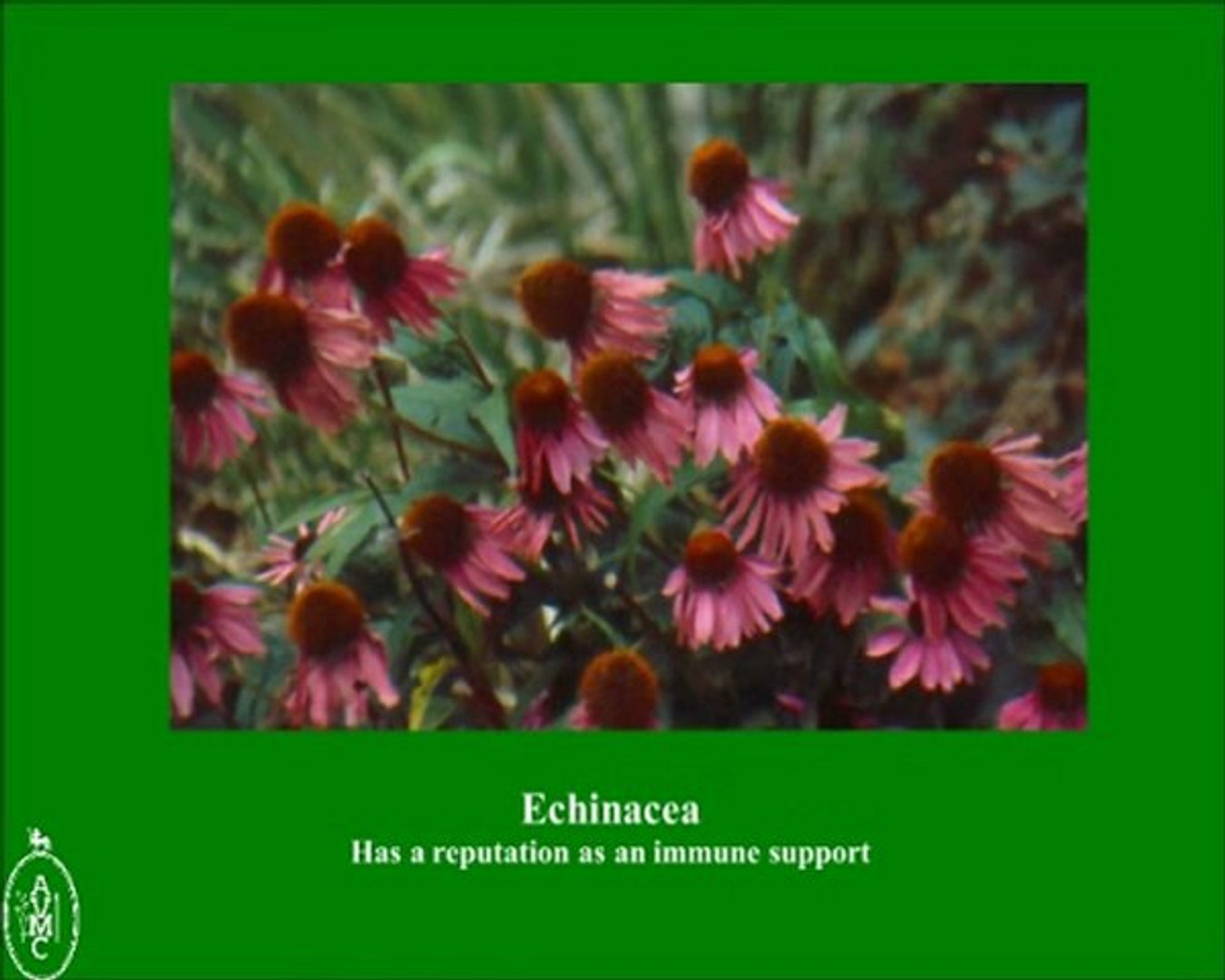 ⁣Veterinary Herbal Medicine - Herbal Vet UK