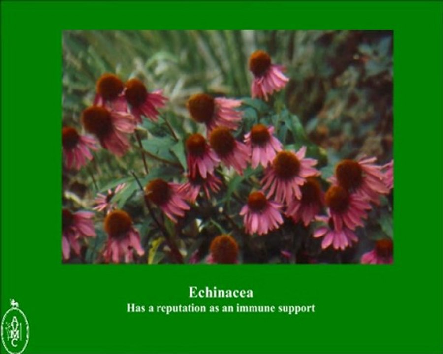 Veterinary Herbal Medicine - Herbal Vet UK