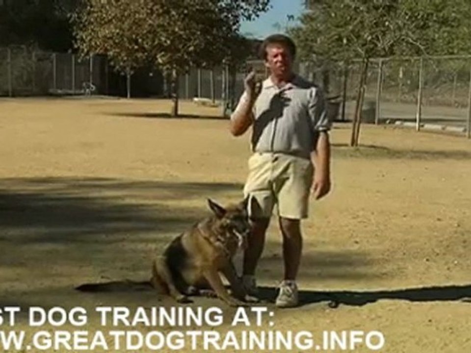 how to train a dog