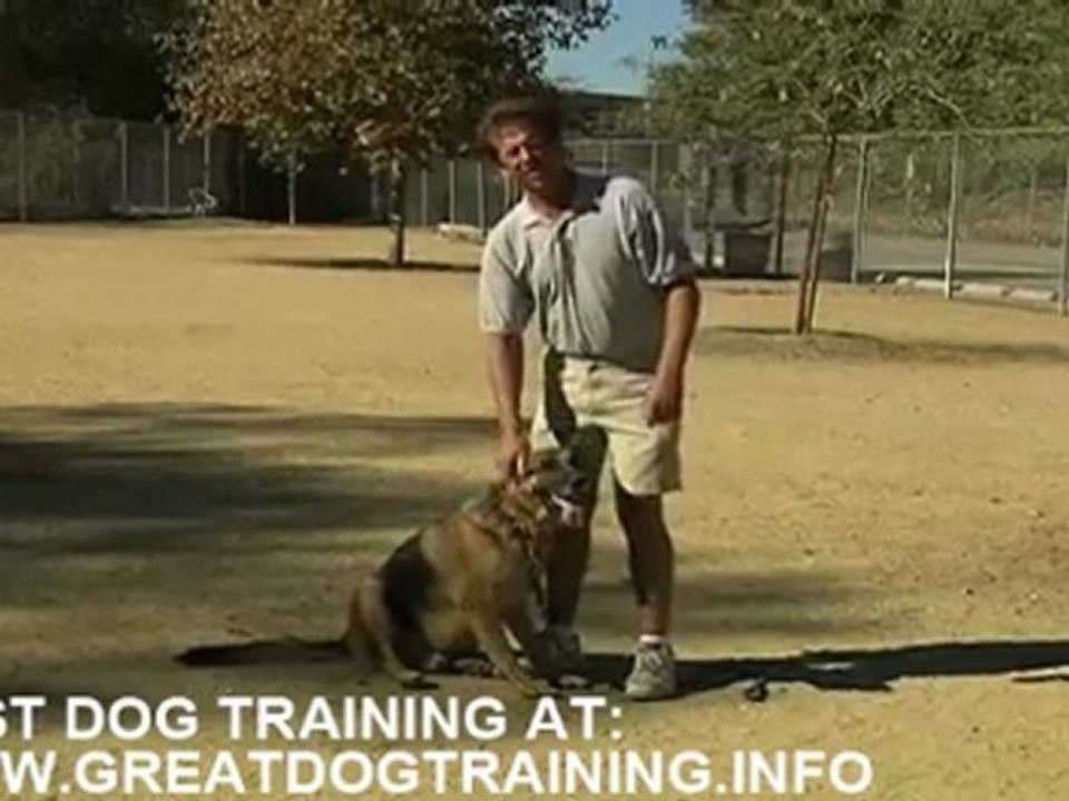 Dog training basics