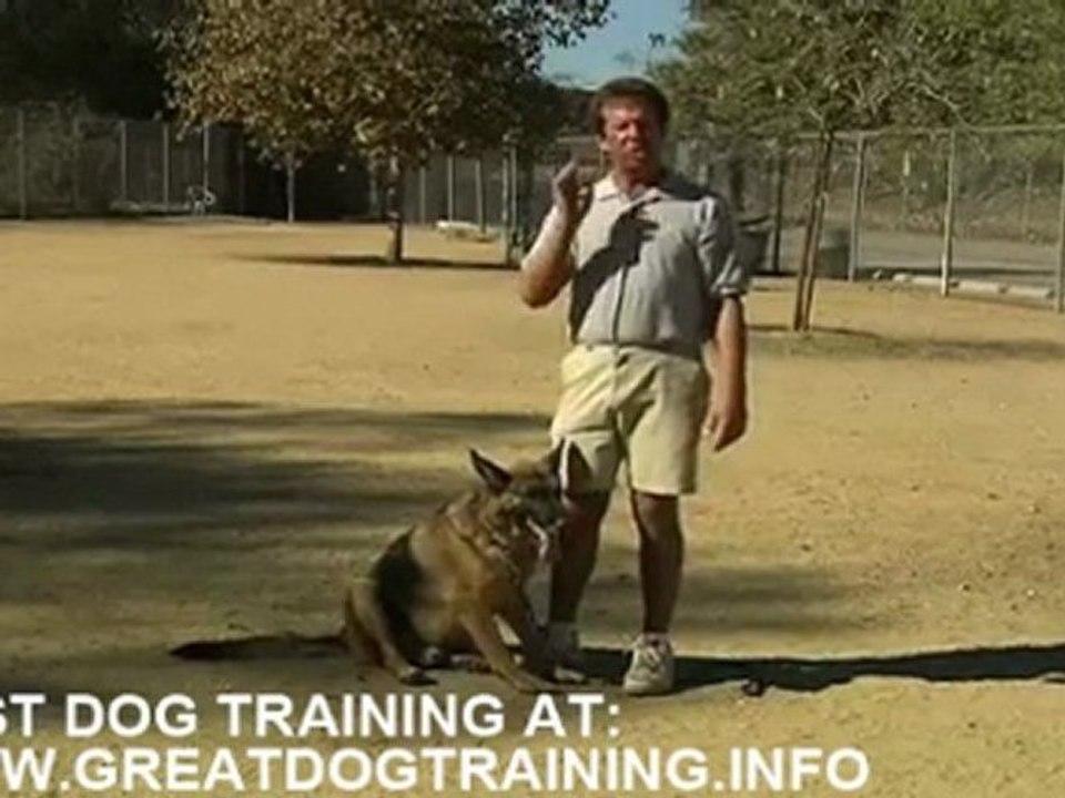 Dog training - best video with tips