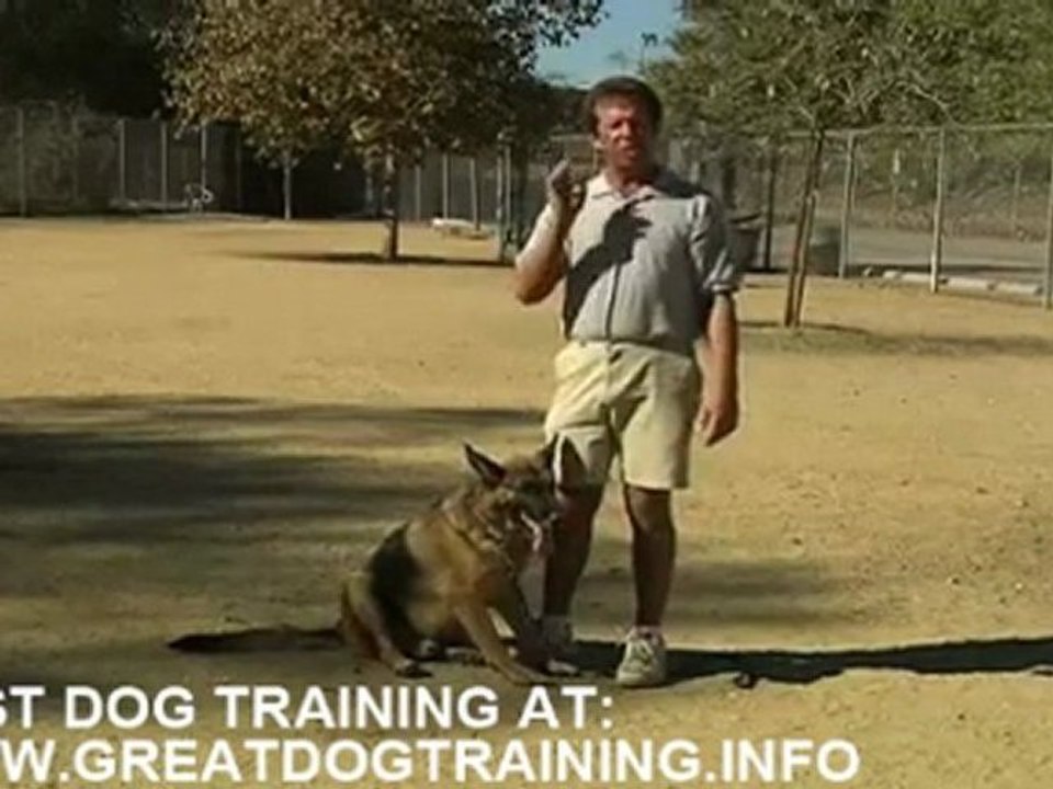 Dog training - best tips