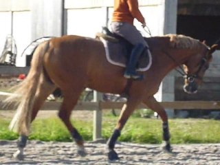 Trot rênes ajustées main droite mardi 26/07/2011