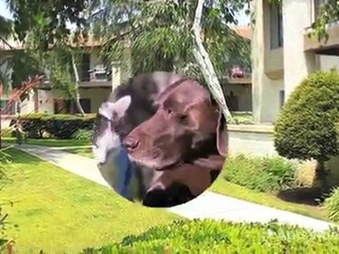 Monterey Villas Apartments in Highland, CA - ForRent.com