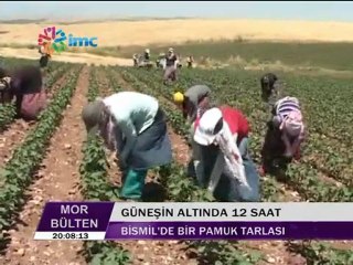 MOR BULTEN 30.06.11 bismil pamuk tarlası