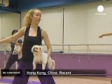 Insolite : le Yoga pour chiens débarque à... - no comment