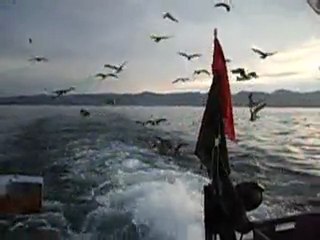 Les oiseaux dans le sillage des pêcheurs du Léman