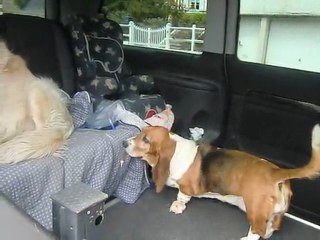 Taz Doudoune voiture