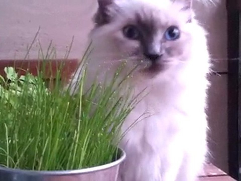 Plume RAGDOLL 2011-07-26