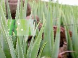 Traiter la peau déshydratée - Aloe vera - Actif Pur - Etat Pur