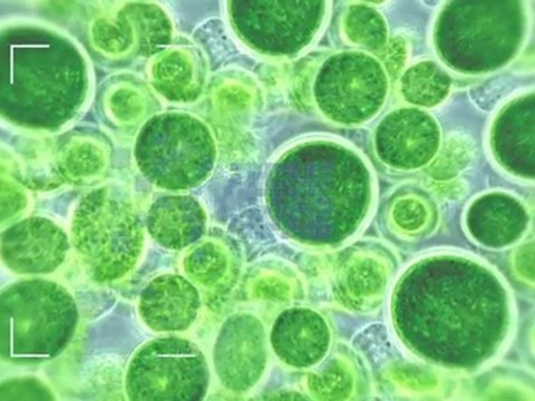 Omega-3 - Peau très sèche - Actifs purs - Etat Pur