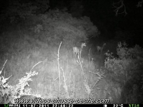 Mouflons - Piège photo et vidéo - Uway NT 50 IR