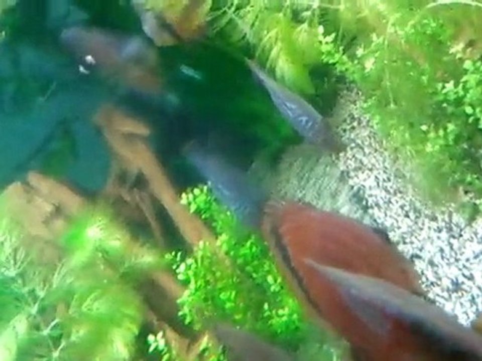 discus