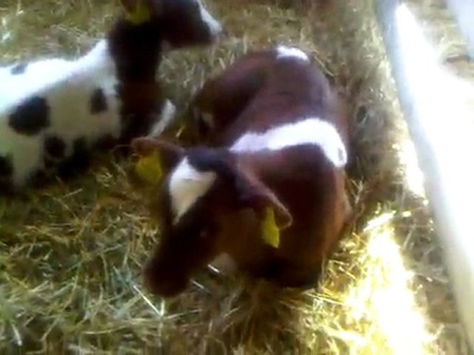 İTHAL SİMENTAL TEL: 0546 851 6657 GEBE DÜVE SATIŞI