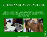 Alternative Veterinary Medicine - Holistic Vet UK