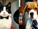 Como perros y gatos: La revancha de Kitty Galore (2010) www.moovie.tk3.net