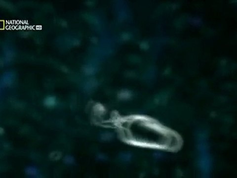 NG | Bilimin Ta Kendisi: Aşk Nedir?