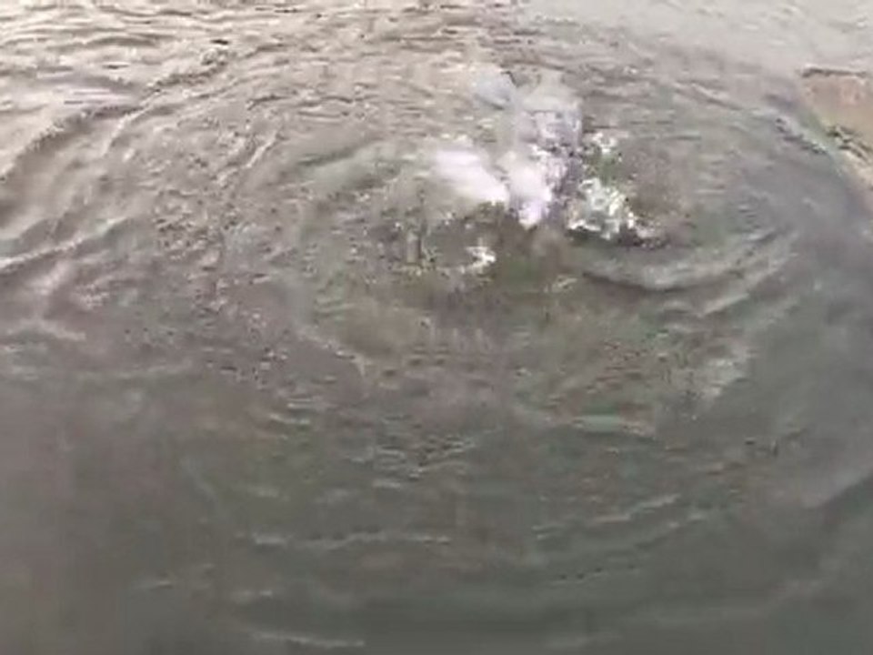 barbeau au racro