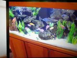 Need a Aquarium Service in Calabasas by a Pro