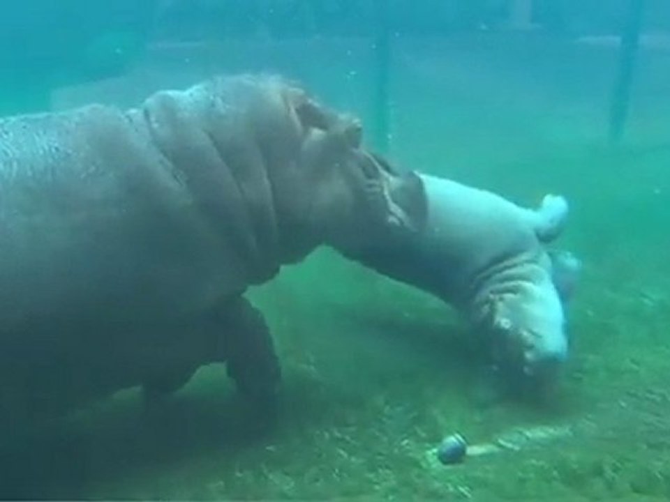 Baby Hippo Ballet