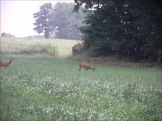 Couple de chevreuils dans les trèfles