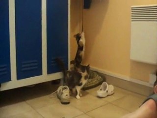 Gazelle, Isa et Eden ( refuge SPA d'Etalondes )