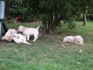 chiots golden retriever à 7 semaines